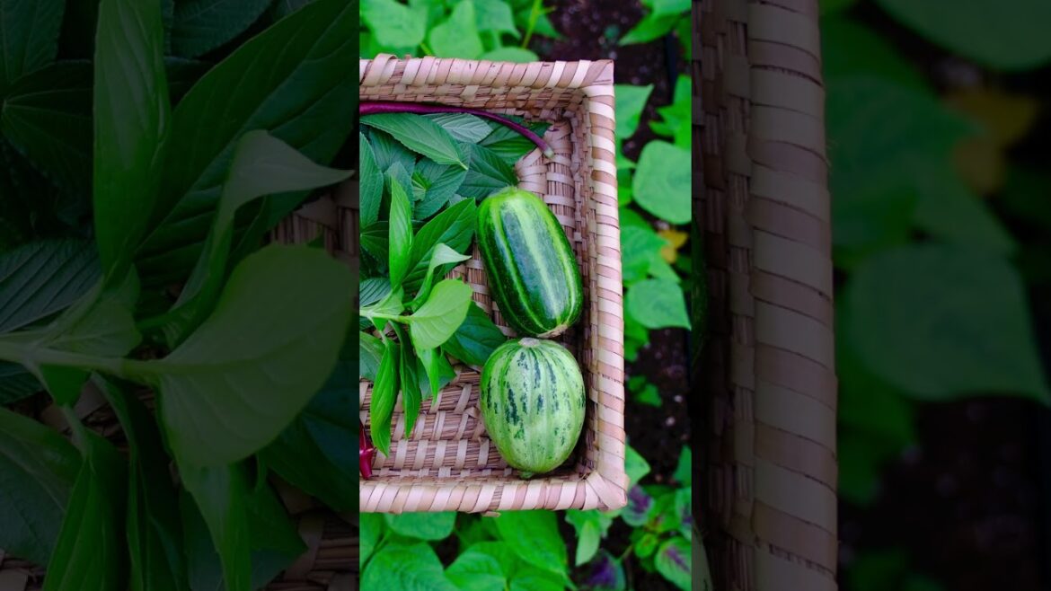 Fall Gardening Has Finally Arrived In My Backyard Garden Fall Gardening Has Finally Arrived In My Backyard Garden