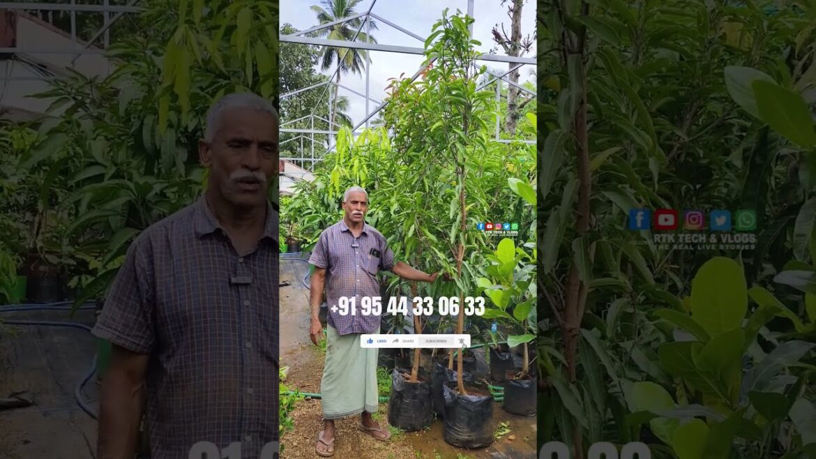 700 രൂപയുടെ Malgova Mango Tree MundagaraKarshika Nursery 700 രൂപയുടെ Malgova Mango Tree MundagaraKarshika Nursery