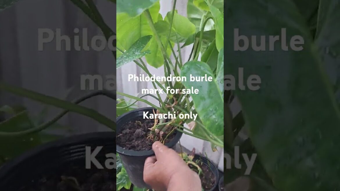 Philodendron burle marx for sale #shorts #gardening #plants #Philodendron