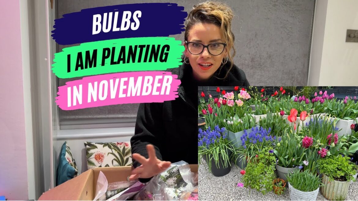 Lets look at the bulbs I am planting this autumn Lets look at the bulbs I am planting this autumn
