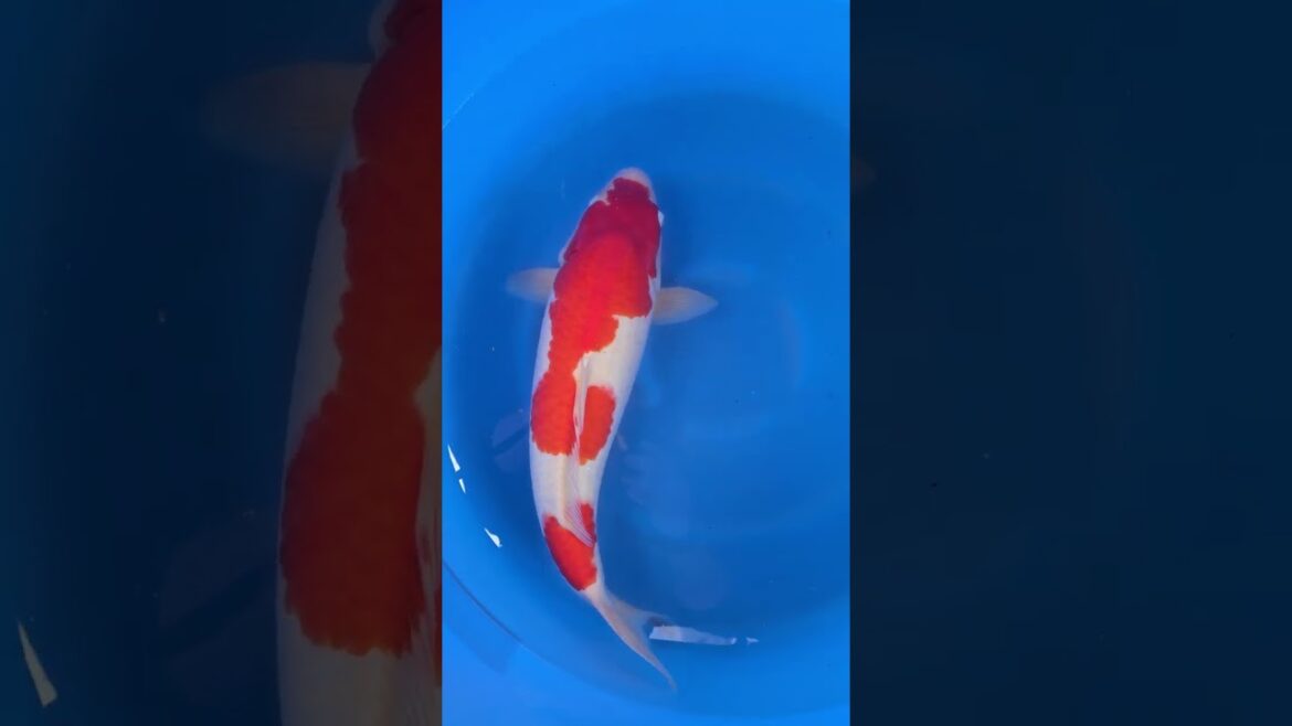 Koi purchases Japan trip 2024 20241023 112521