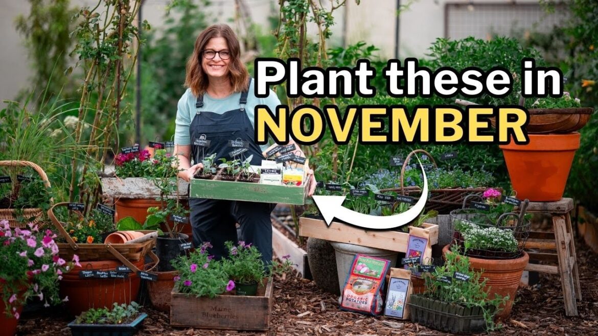 NOVEMBER PLANTING GUIDE: Top Veggies, Flowers, and Herbs for Your Fall Garden NOVEMBER PLANTING GUIDE: Top Veggies, Flowers, and Herbs for Your Fall Garden