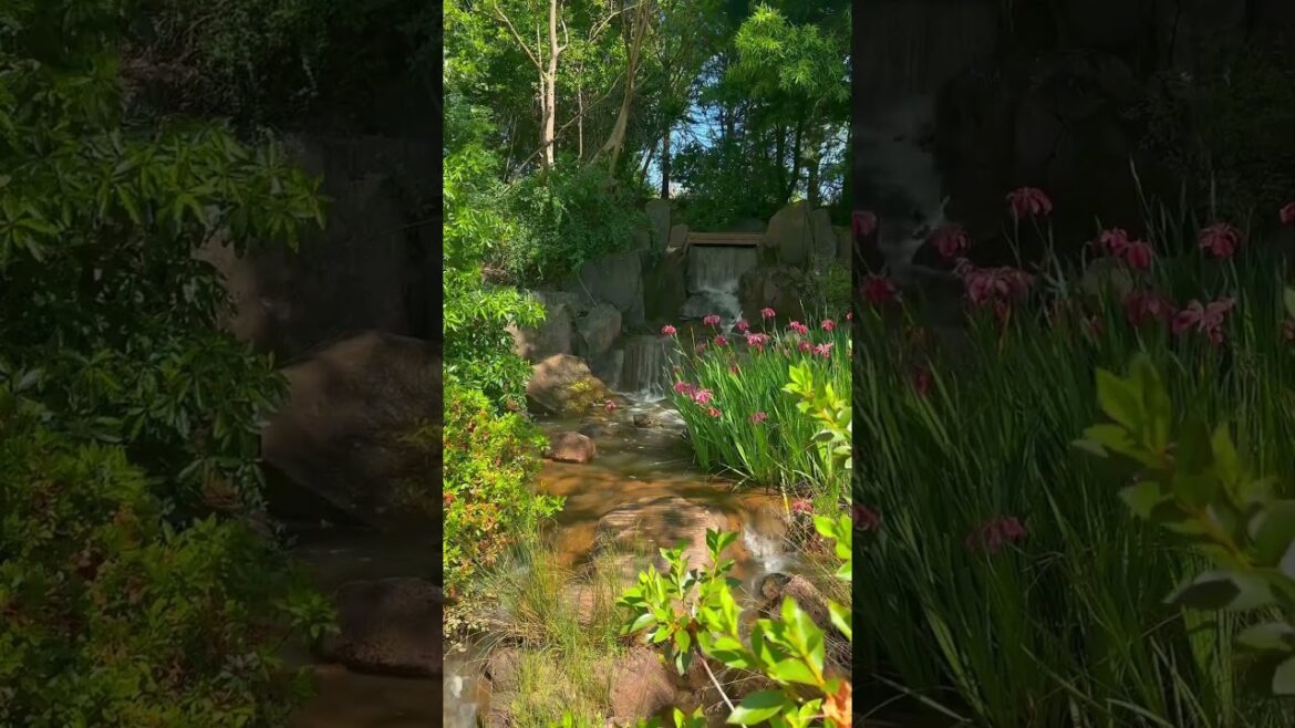 Japanese Garden plus View Manmade riverside#river #nature #adventure#garden