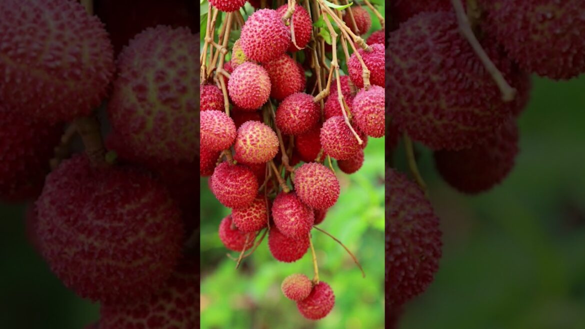 A great way to propagate your lychee tree by air layering! #air_layering_fruit_tree #gardening