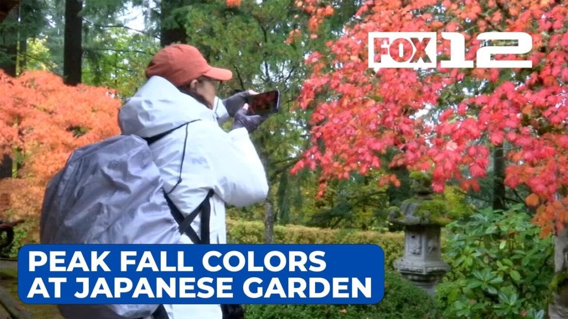 Portland Japanese Garden trees at peak fall colors this week, officials say