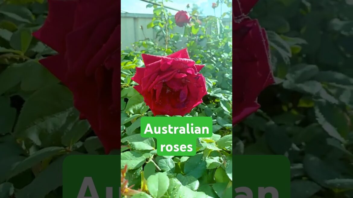 5 Shocking Reasons I'm Obsessed with Front Yard Roses #shorts #trending #fyp