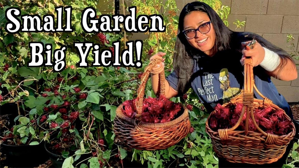 Big Fall Harvest from my Small Backyard Garden