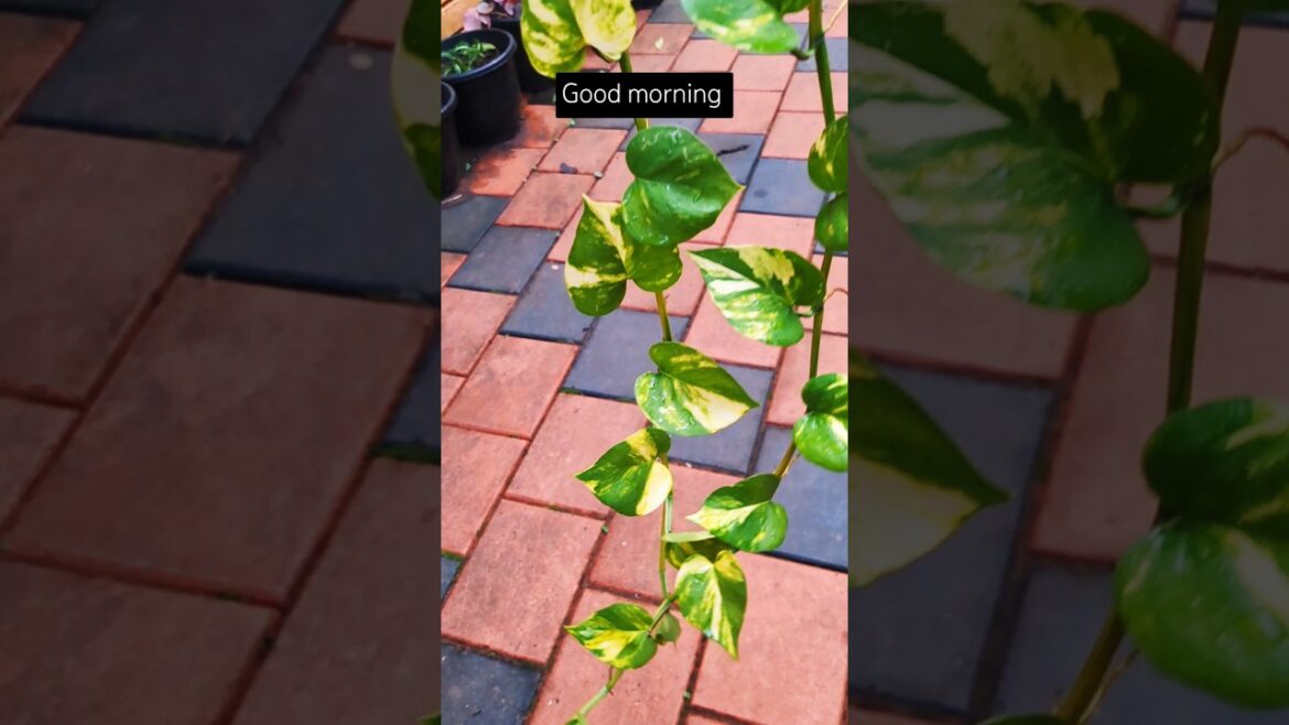 Good morning . I know it’s too late #shorts #plants #gardening Good morning . I know it's too late #shorts #plants #gardening