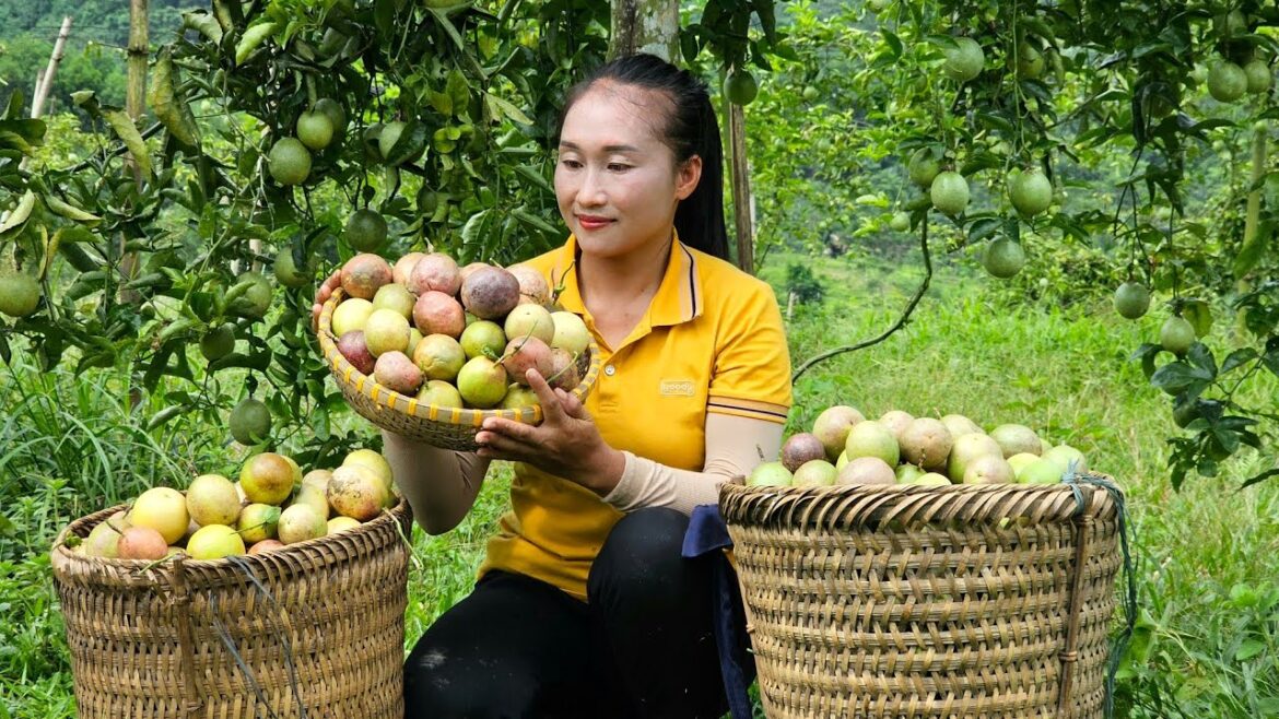 Harvesting passion fruit goes to the market sell - Gardening, grow vegetable | Ly Thi Tam