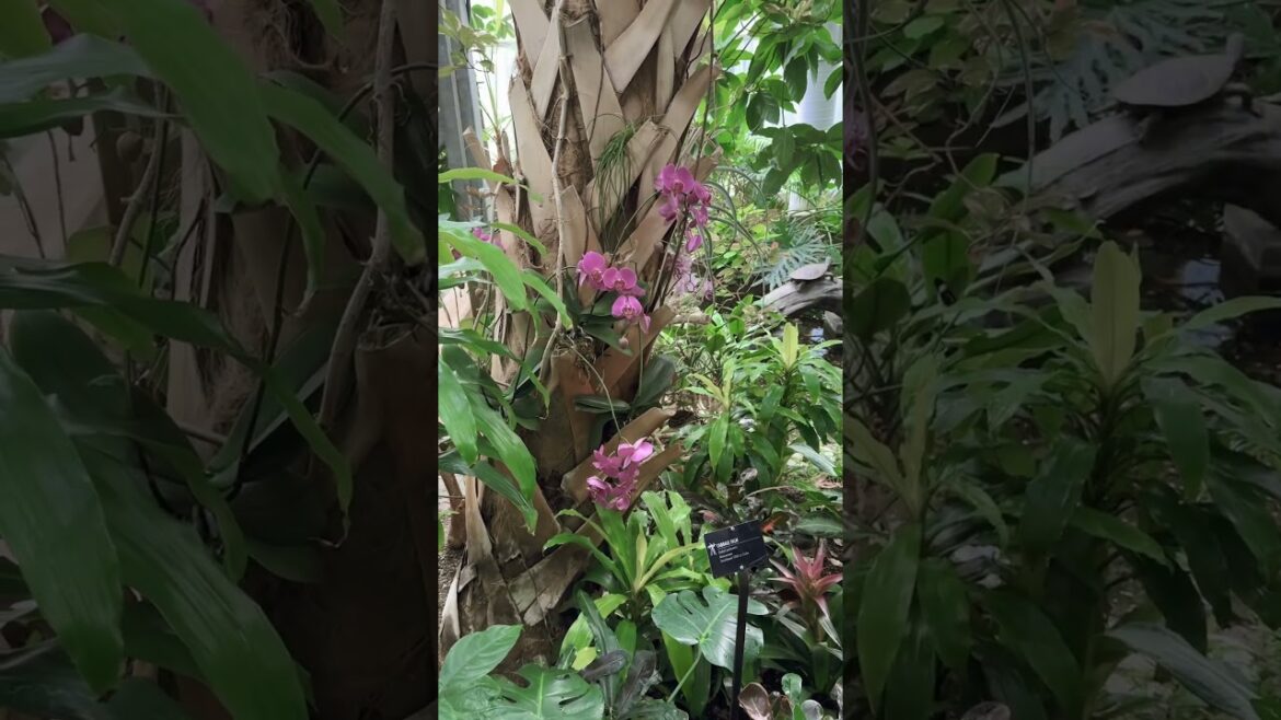 Garden Tour of a lifetime #shortsvideo #shorts #garden #gardening #michigan #outdoors #homesteading Garden Tour of a lifetime #shortsvideo #shorts #garden #gardening #michigan #outdoors #homesteading