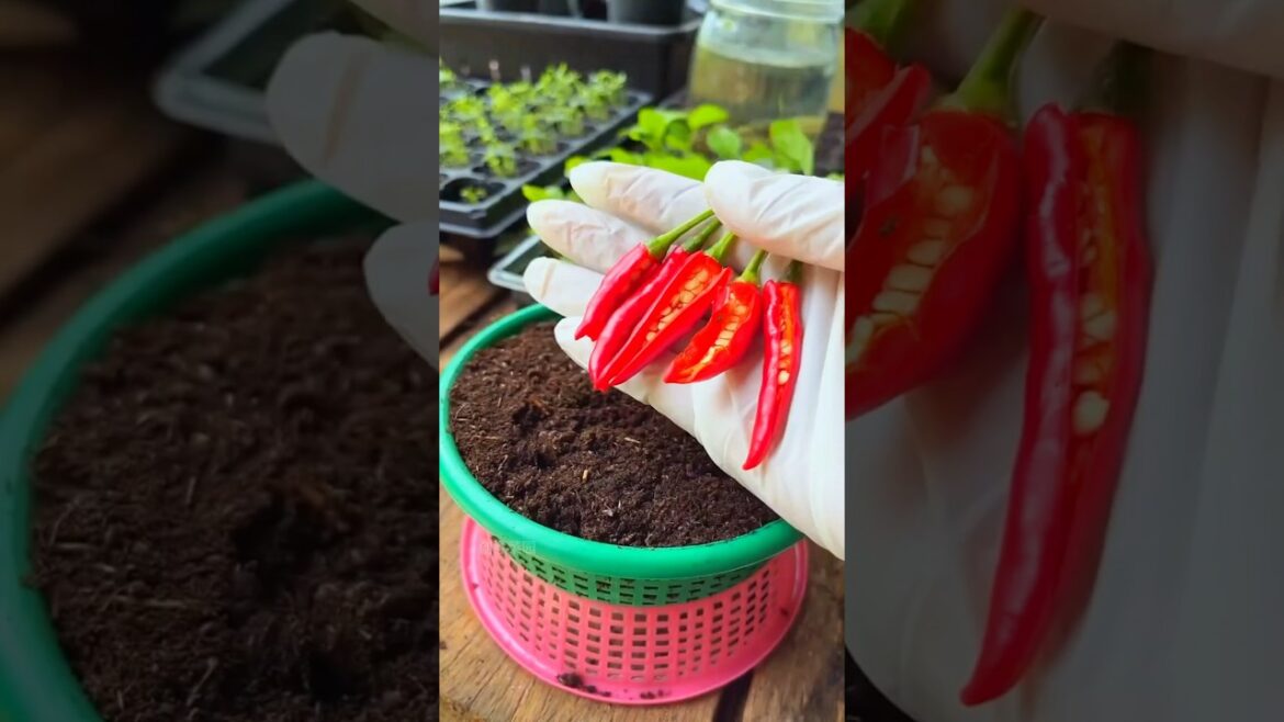 Grow Chilies in 7 Days | Easy Gardening Hack #gardening #chili #nature