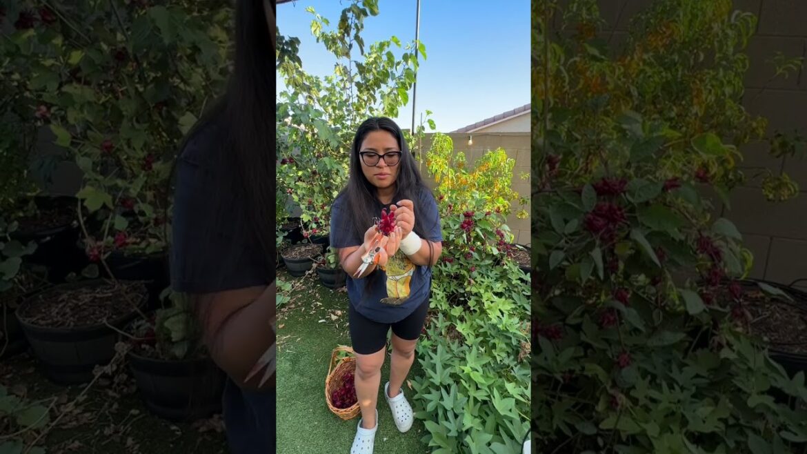 A Big Harvest From a Small Garden #gardenshorts #gardenharvest #gardening #vegetablegardening