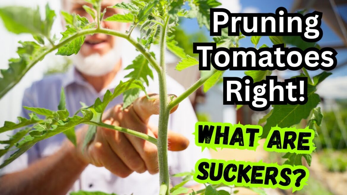 Master Tomato Pruning with a World Record Tomato Grower! Organic Gardening Tips & Advice! Master Tomato Pruning with a World Record Tomato Grower! Organic Gardening Tips & Advice!