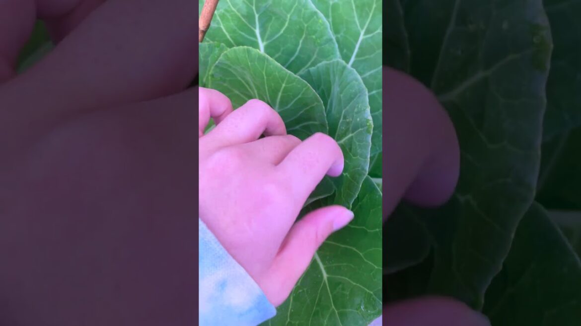 Small garden pot, BIG CABBAGE! (in the shade) #smallspacegardening #containergardening #gardening Small garden pot, BIG CABBAGE! (in the shade) #smallspacegardening #containergardening #gardening