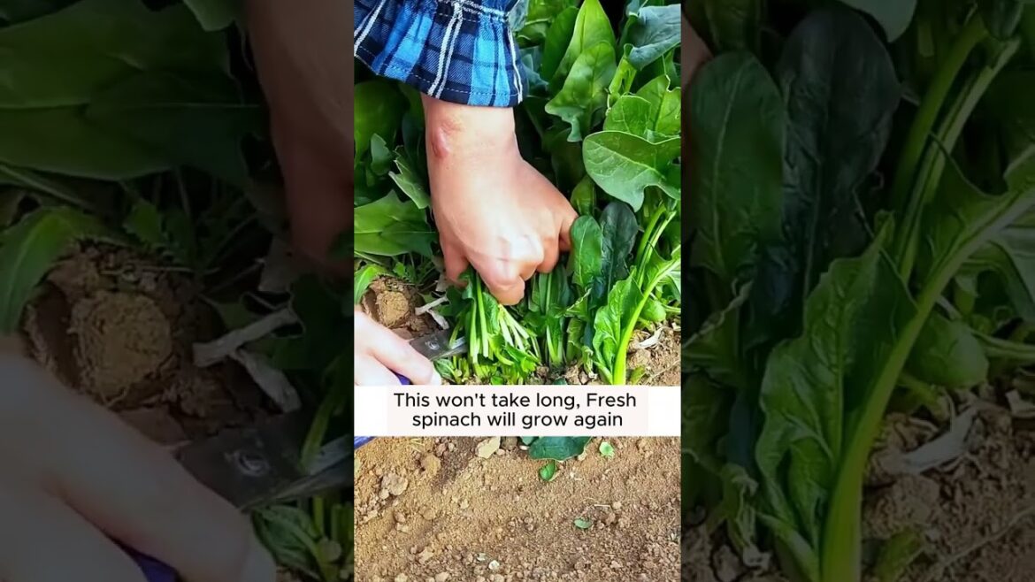 2 Pro Tips for Growing Spinach Successfully! π± #gardening #gardeningtips #farming #agriculture 2 Pro Tips for Growing Spinach Successfully! π± #gardening #gardeningtips #farming #agriculture