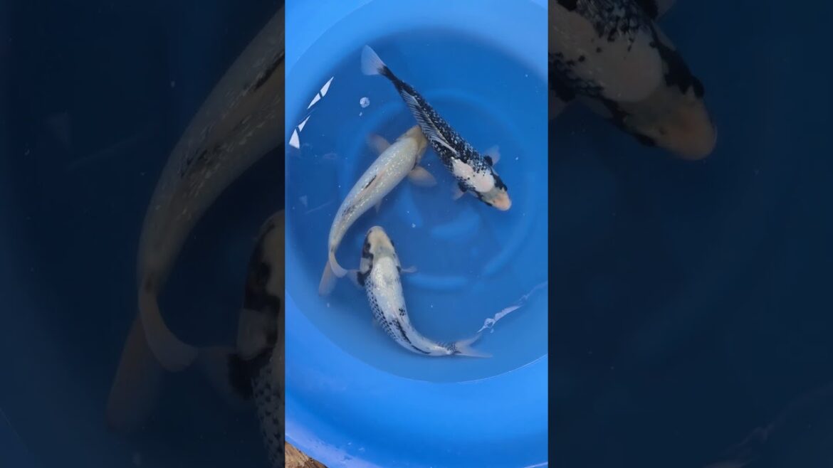 Koi purchases Japan trip 2024 20241019 140832