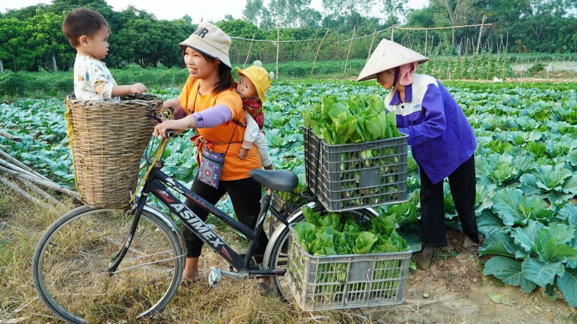 Harvest Green Vegetables Goes to Market Sell – Cooking – Gardening, Daily life / Ly Thi Ngoan Harvest Green Vegetables Goes to Market Sell - Cooking - Gardening, Daily life / Ly Thi Ngoan