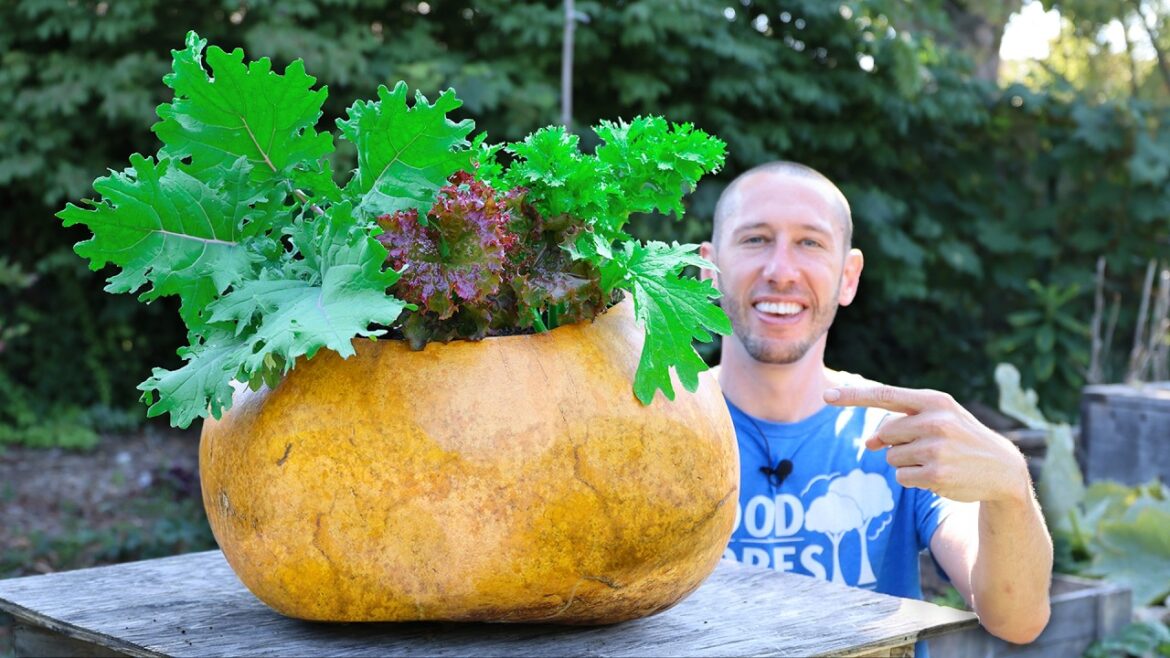 What Happens When You Plant a Garden in a Gourd?