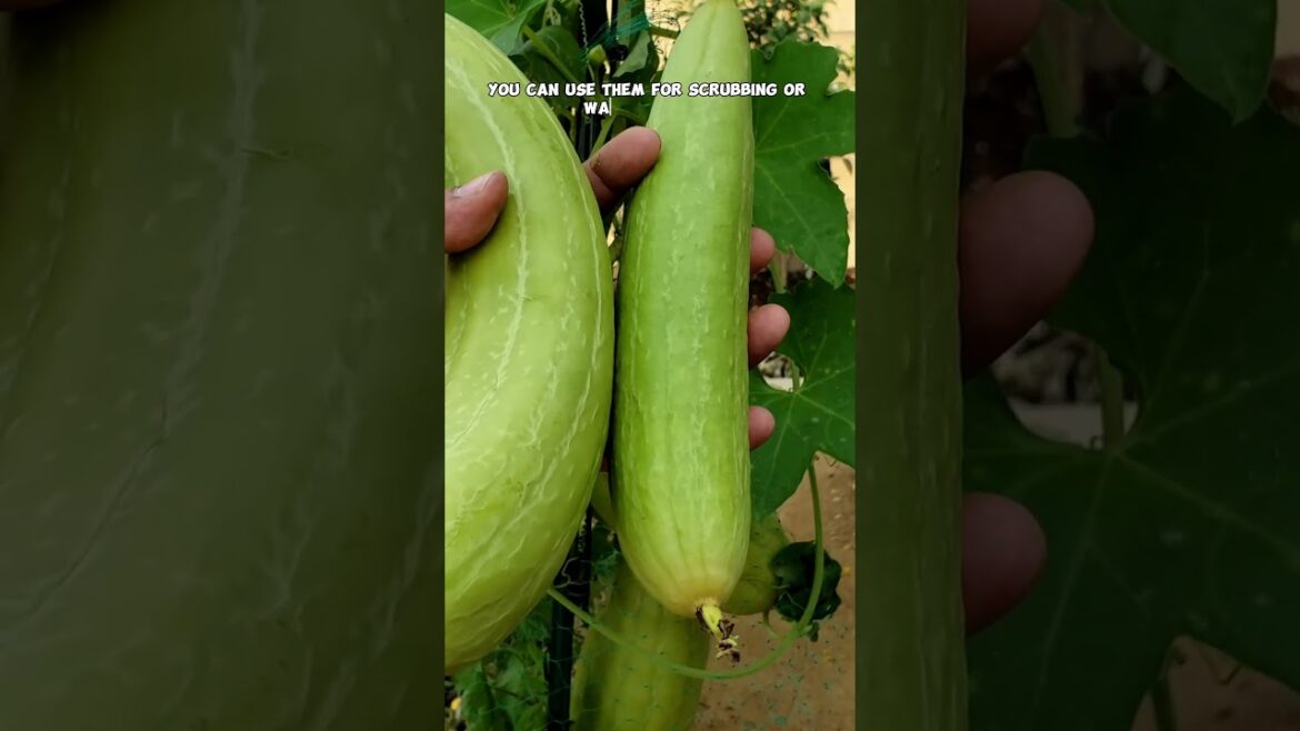 Growing & Harvesting Luffa | Natural Sponge and Delicious Veggie! 🌱 #GardenTips