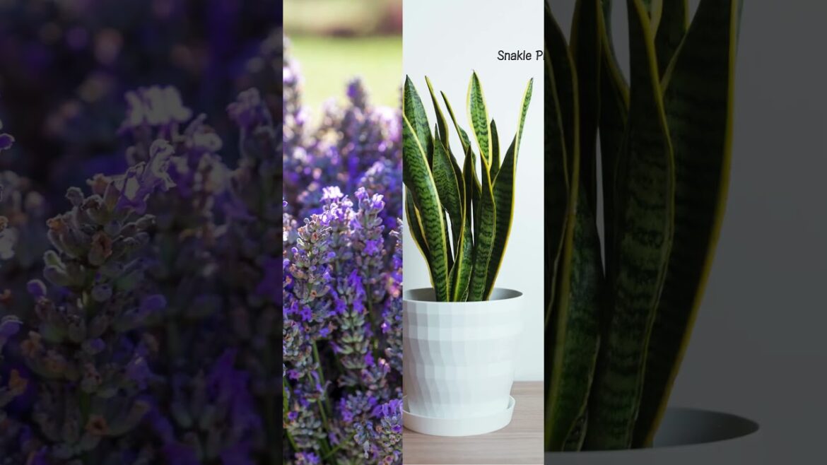 Top 3 Plans That Help You Sleep Better #houseplants #plants #indoorplants #garden #plant #sleep Top 3 Plans That Help You Sleep Better #houseplants #plants #indoorplants #garden #plant #sleep