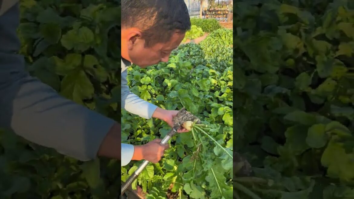 Reduce whiteheads in the garden #gardening #farming #vegetables