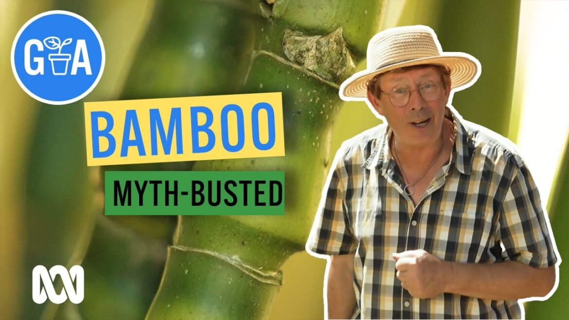 Everything Bamboo! | Discovery | Gardening Australia Everything Bamboo! | Discovery | Gardening Australia