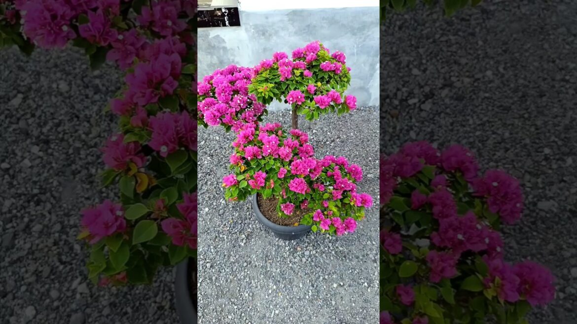 Tips For Bougainvillea | How to Gardening #shorts #shortsvideo #gardening #garden #nursery Tips For Bougainvillea | How to Gardening #shorts #shortsvideo #gardening #garden #nursery