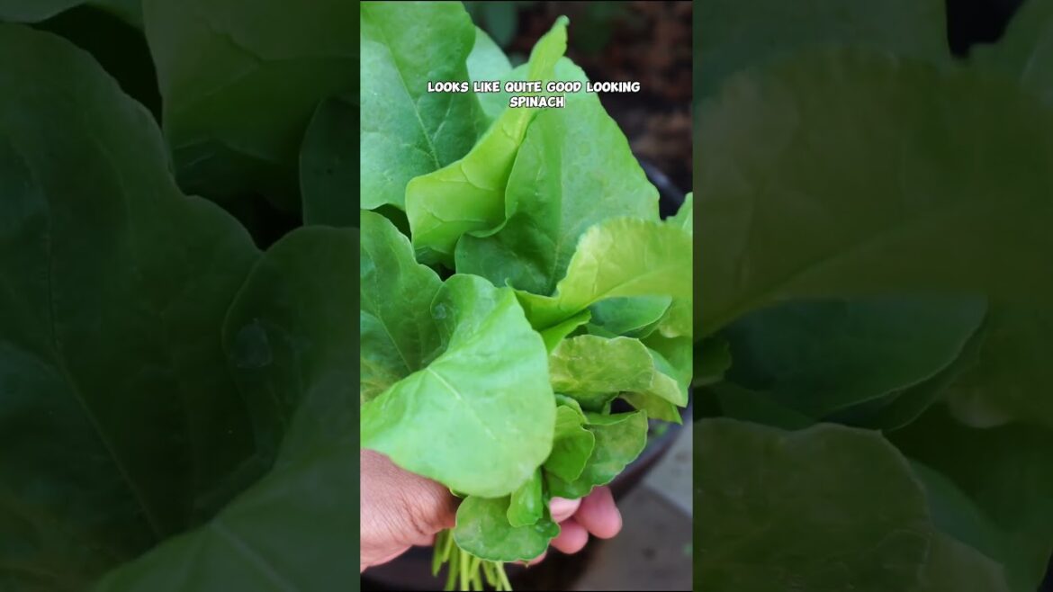 California Gardening: Growing & Harvesting Pale Green Indian Spinach | Quick Garden Tips! Growing & Harvesting Pale Green Indian Spinach | Quick Garden Tips!