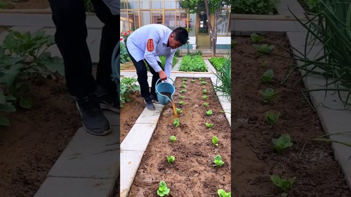 Everyone yearns for poetry and distant places, but ordinary life is the dailylife #myvegetablegarden