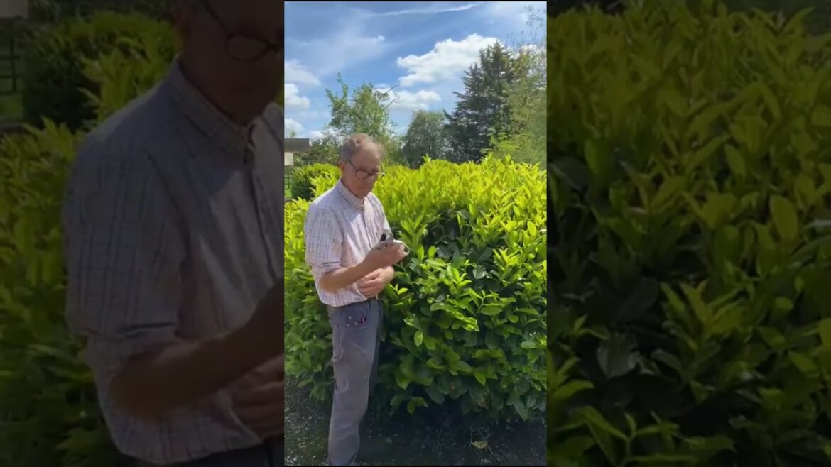 Hand clipping a laurel hedge #gardengurus #gardeningadvice #gardening #gardeningtips