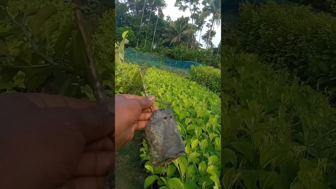 Miss India ber plant //contact 9749684140#fruit #garden #gardening #plants #tending