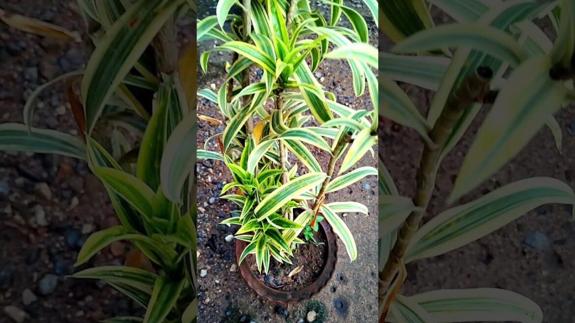 How to Grow Song Of India Plant | Tips for Song Of India #shorts #shortvideo