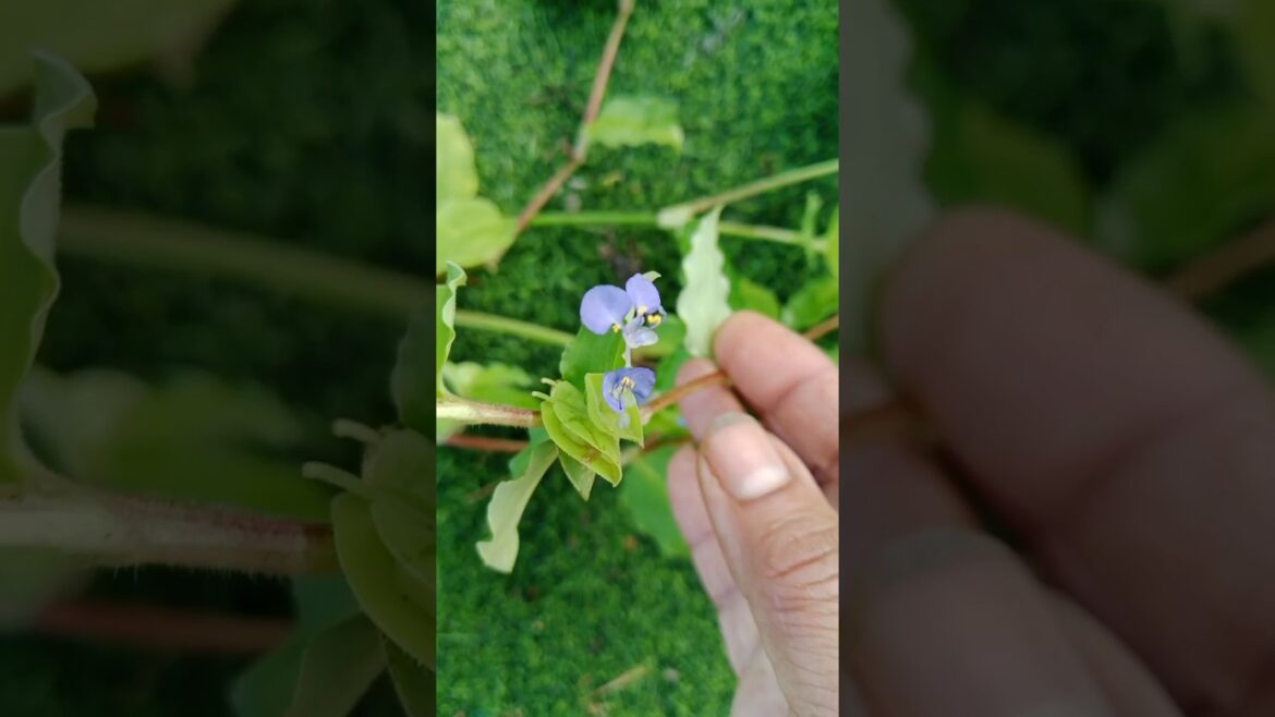 Pretty flowers #beautiful #nature #shorts#viralshorts