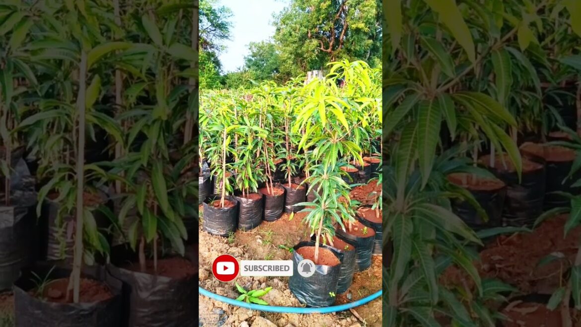 Grow Your OWN Mango Plant at Home! Grow Your OWN Mango Plant at Home!