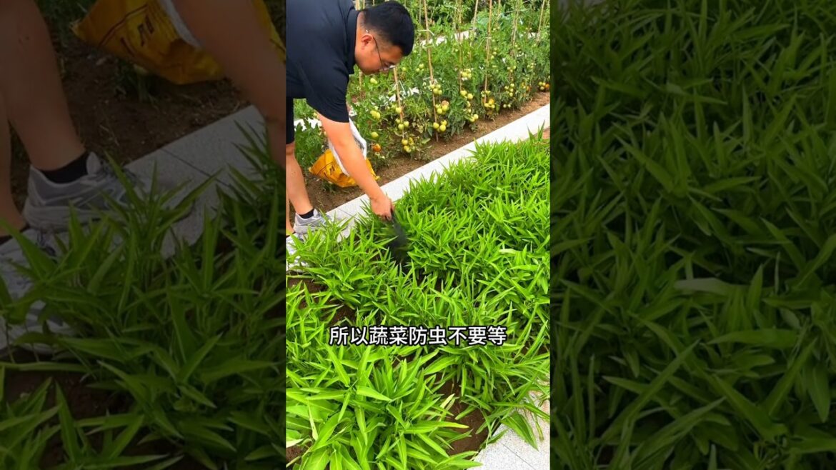 It's not fun to grow vegetable with insect ricehusk carbon can prevent pest #MyLittleVegetableGarden