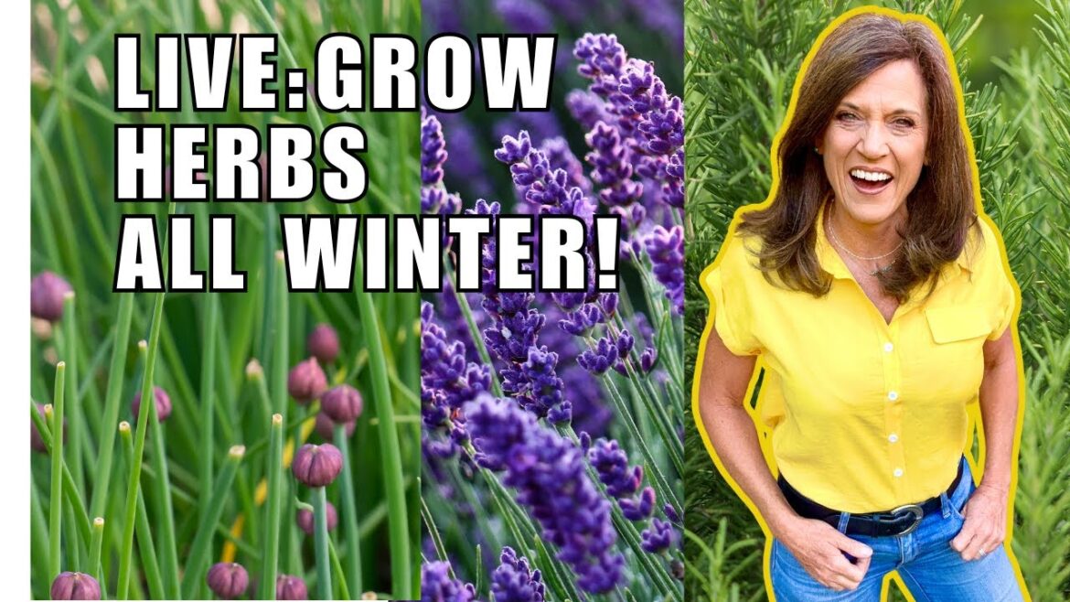 CaliKim: 🌿LIVE: Growing Perennial Herbs ALL Winter Long! 🌿LIVE: Growing Perennial Herbs ALL Winter Long!