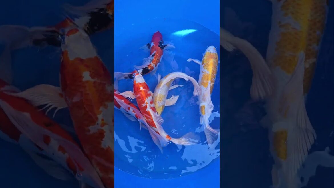 Koi purchases Japan trip 2024 20241017 115046