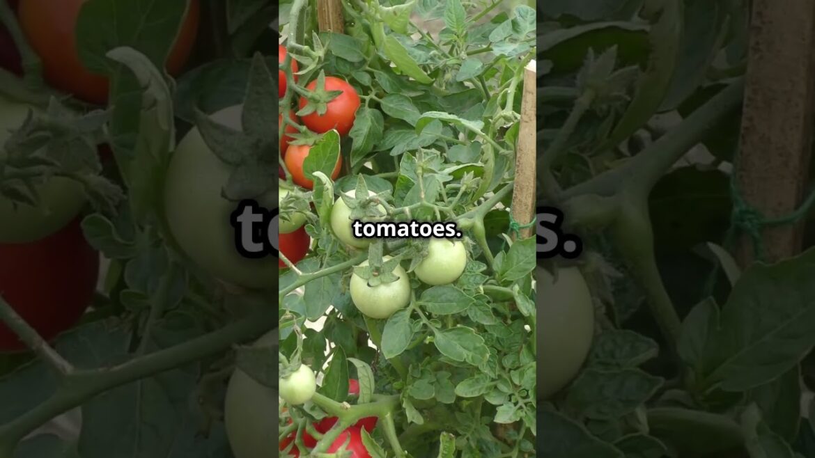 Top Veggies & Fruits to Grow in Pots | 45-Second Gardening Tips! #garden #gardeningtips #gardening Top Veggies & Fruits to Grow in Pots | 45-Second Gardening Tips! #garden #gardeningtips #gardening