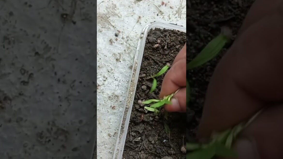 Morich ar done pata#gardening #viralvideo #ytshorts