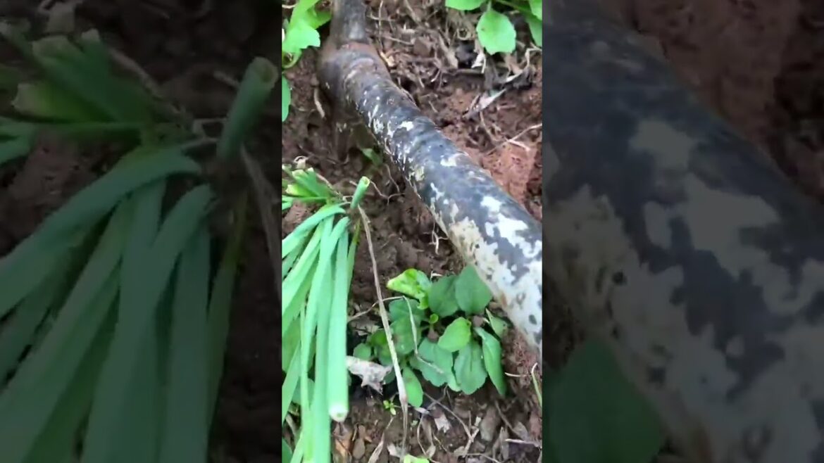 3423 🍌🌾🥒🌸🍎 #rural #photography #NaturalBeauty #naturephotography #naturelovers