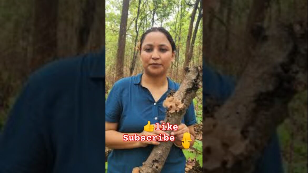 Gardening #shorts #mushroom #viralvideo #pleasesubscribe Gardening #shorts #mushroom #viralvideo #pleasesubscribe