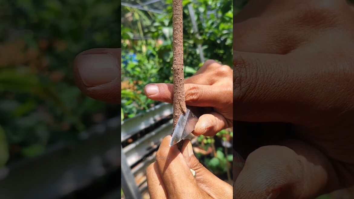 Mango Grafting: From Seedling to Superfruit! #gardentips #shortvideo