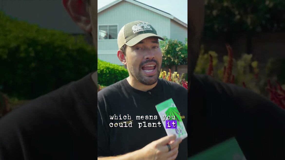 What a Hairy Vetch can do for You! #garden What a Hairy Vetch can do for You! #garden