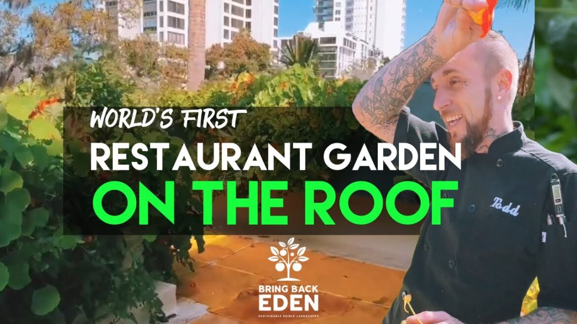 Rooftop Garden? Sarasota Restaurant is the Future of Sustainability | Bring Back Eden Rooftop Garden? Sarasota Restaurant is the Future of Sustainability | Bring Back Eden