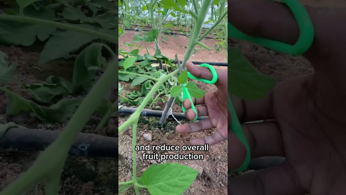 Tomato planting tips #tomatoplants #gardening #vegetablegardening #gardining #viral #viralshort