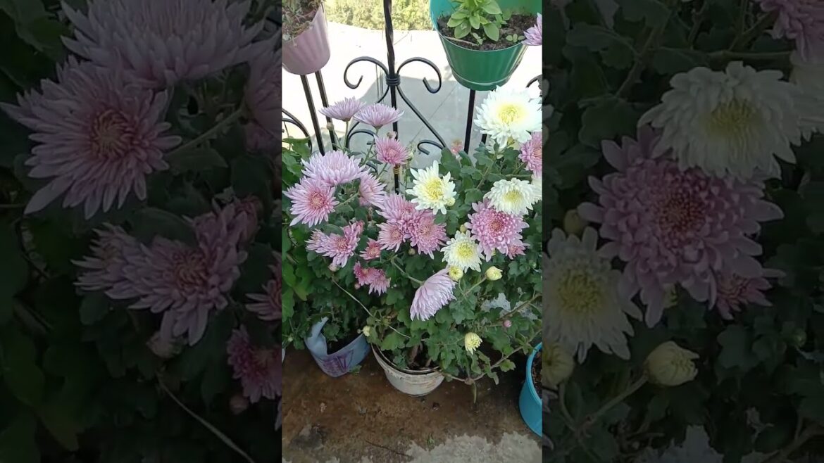 Taris Garden view , goldaudee flowers #garden  #gardeningtips #gardening