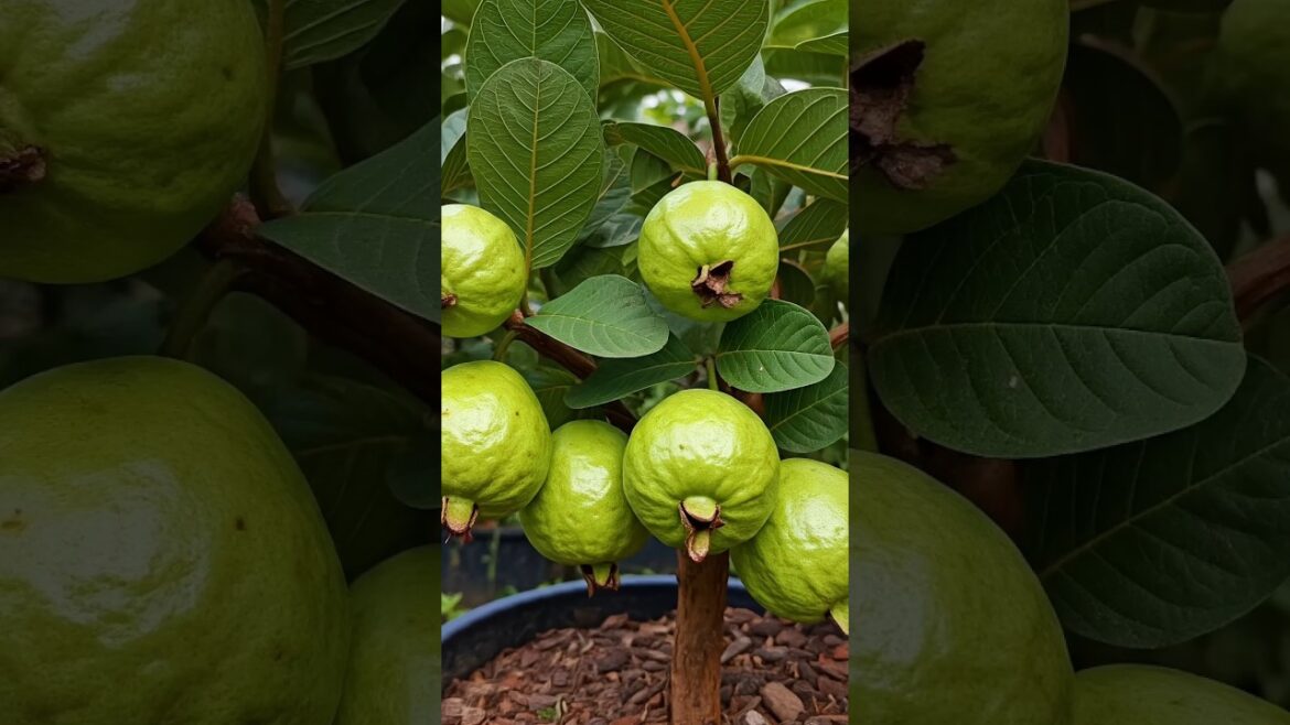 How to Grow Guava Trees (TIPS FOR BEGINNERS) (Part 1) How to Grow Guava Trees (TIPS FOR BEGINNERS) (Part 1)