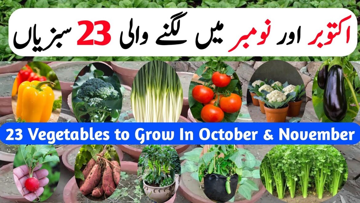 October Vegetables to Grow In October & November | Vegetables Grow at Home In Winter | Gardening