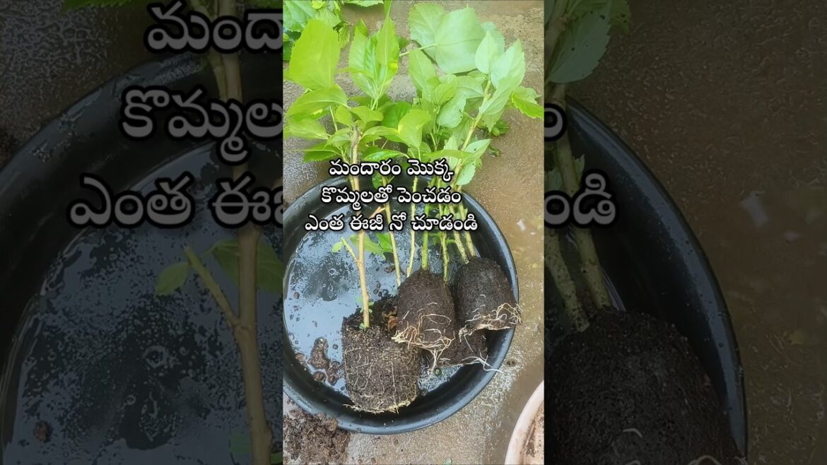 Easy to grow hibiscus plant from cuttings #youtubeshorts #shorts #shortsyoutube #hibiscus