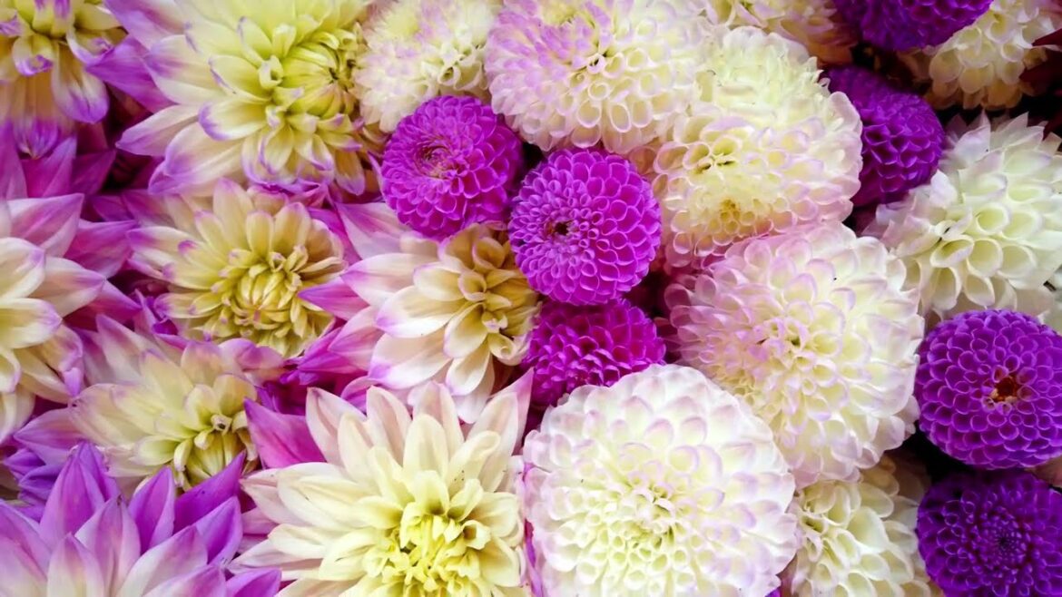 Dahlia flowers: What variety - and they're edible!